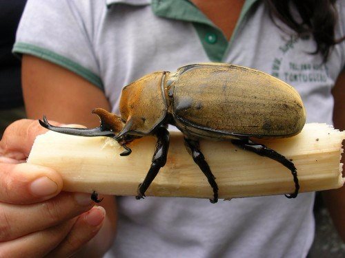 Породы жуков в Лукьянове | ЗооТом портал о животных