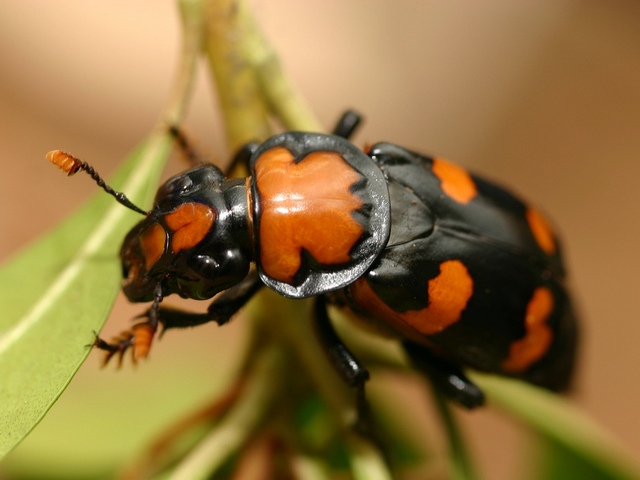 Все о жуках в Лукьянове | ЗооТом портал о животных