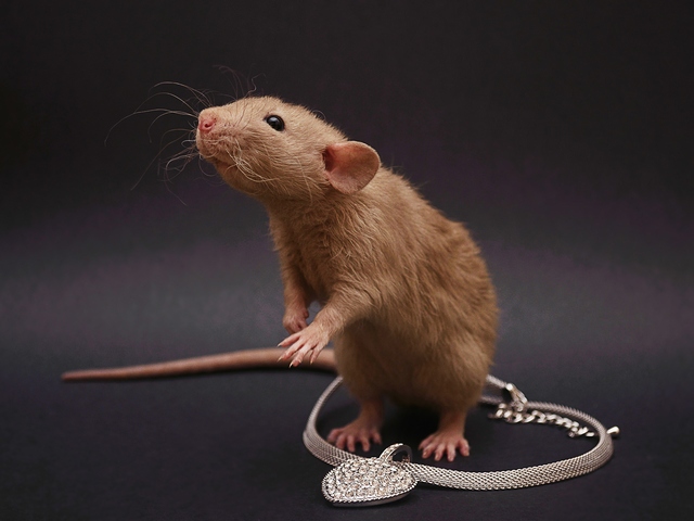 Породы крыс | ЗооТом - продажа, вязка и услуги для животных в Лукьянове