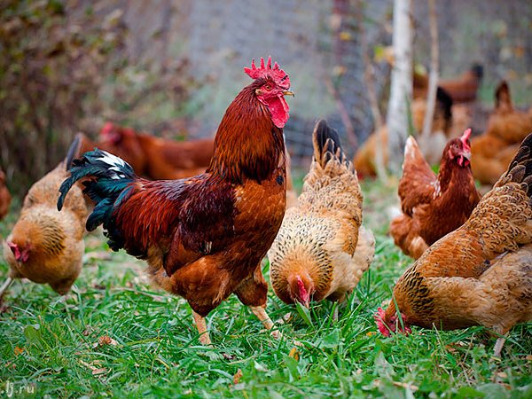 Породы куриц | ЗооТом - продажа, вязка и услуги для животных в Лукьянове