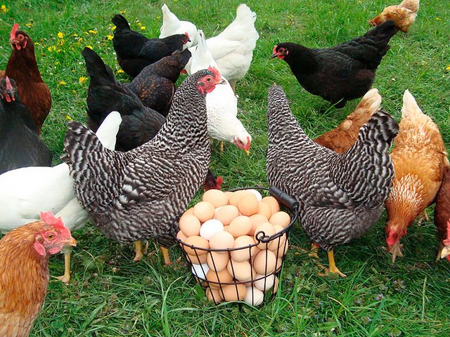 Содержание кур и уход за ними | ЗооТом - продажа, вязка и услуги для животных в Лукьянове