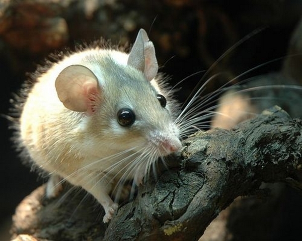 Все о мышах в Лукьянове | ЗооТом - продажа, вязка и услуги для животных в Лукьянове