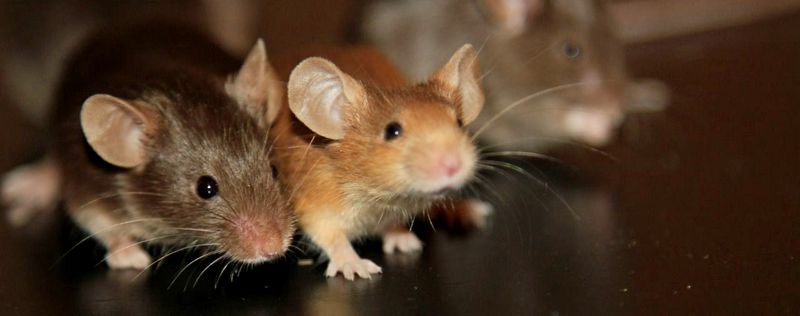Все о мышах в Лукьянове | ЗооТом - продажа, вязка и услуги для животных в Лукьянове