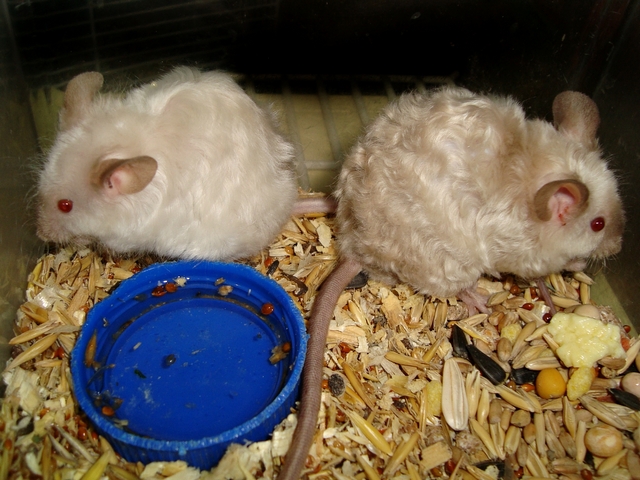 Породы мышей | ЗооТом - продажа, вязка и услуги для животных в Лукьянове