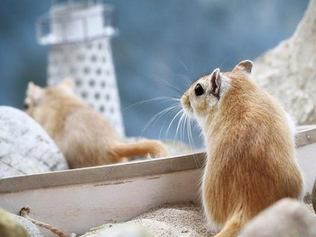 Содержание мышей и уход за ними в Лукьянове | ЗооТом - продажа, вязка и услуги для животных в Лукьянове