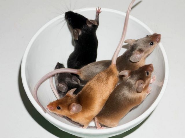 Содержание мышей и уход за ними в Лукьянове | ЗооТом - продажа, вязка и услуги для животных в Лукьянове