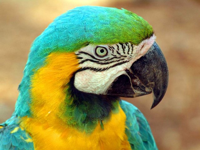 Все о попугаях в Лукьянове | ЗооТом портал о животных