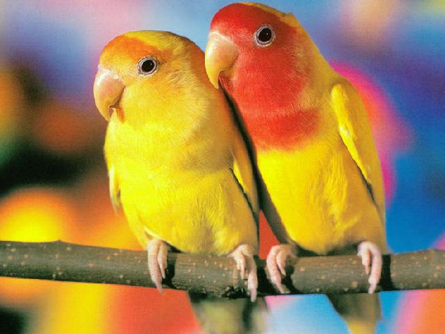 Породы попугаев | ЗооТом - продажа, вязка и услуги для животных в Лукьянове