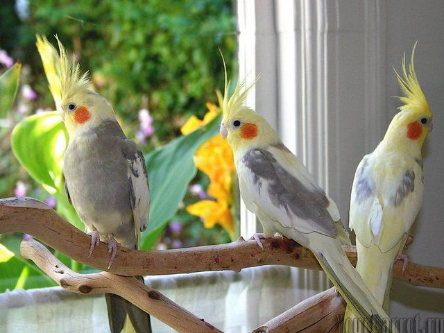 Содержание попугаев и уход за ними | ЗооТом - продажа, вязка и услуги для животных в Лукьянове