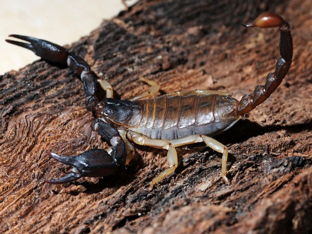 Породы скорпионов в Лукьянове | ЗооТом портал о животных
