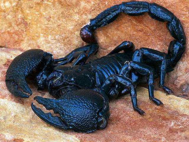 Все о скорпионах в Лукьянове | ЗооТом портал о животных
