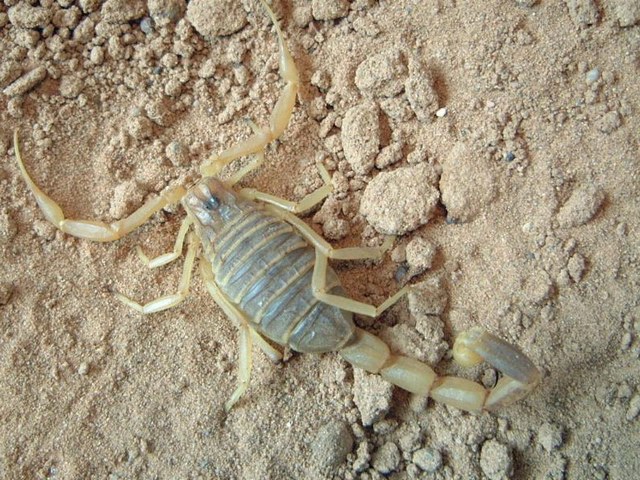 Содержание скорпионов и уход за ними в Лукьянове | ЗооТом портал о животных