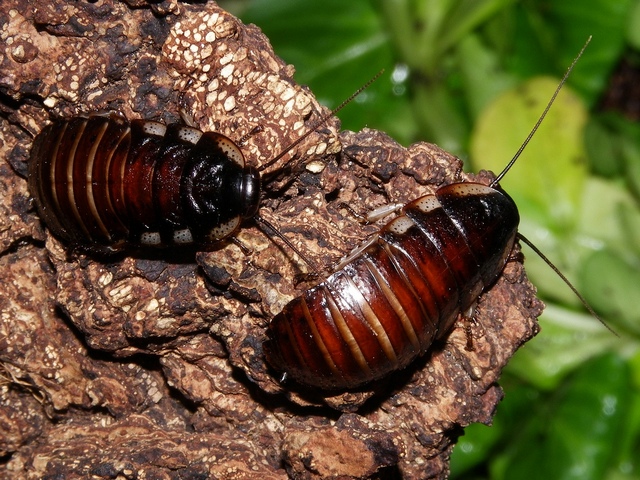 Породы тараканов в Лукьянове | ЗооТом портал о животных