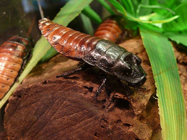 Содержание тараканов и уход за ними в Лукьянове | ЗооТом портал о животных