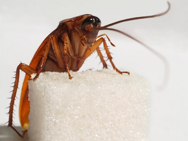 Все о тараканах в Лукьянове | ЗооТом портал о животных