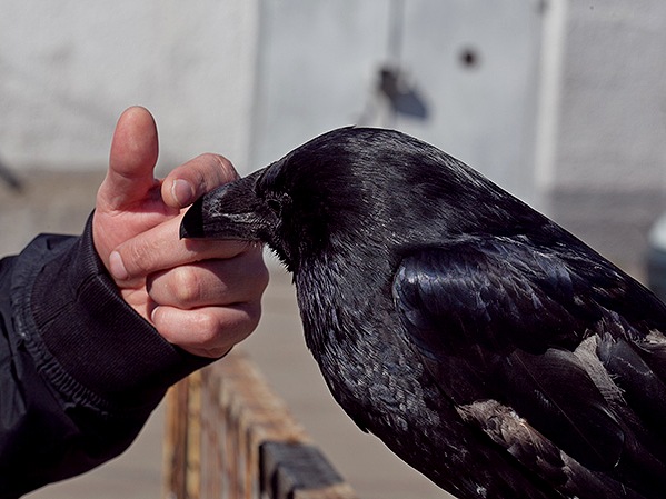 Содержание ворон и уход за ними | ЗооТом - продажа, вязка и услуги для животных в Лукьянове