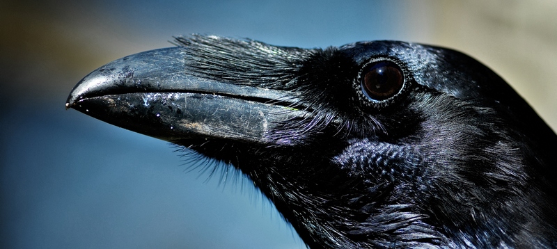 Все о воронах в Лукьянове | ЗооТом портал о животных