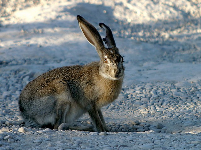 Породы зайцев | ЗооТом - продажа, вязка и услуги для животных в Лукьянове