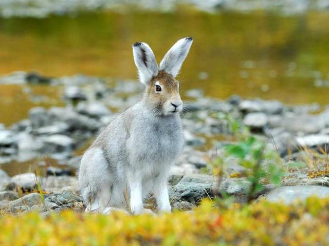 Содержание зайцев и уход за ними | ЗооТом - продажа, вязка и услуги для животных в Лукьянове
