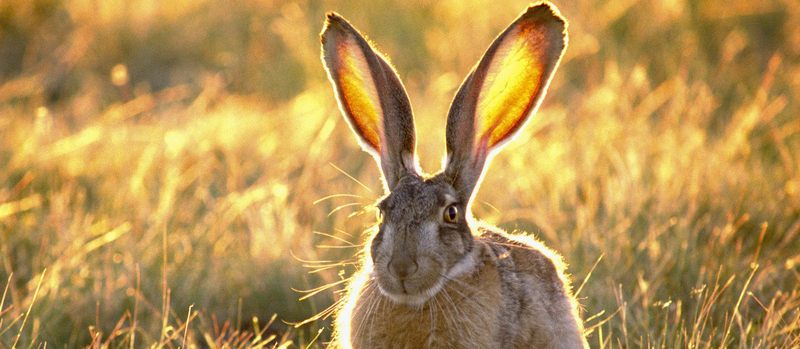 Все о зайцах | ЗооТом - продажа, вязка и услуги для животных в Лукьянове