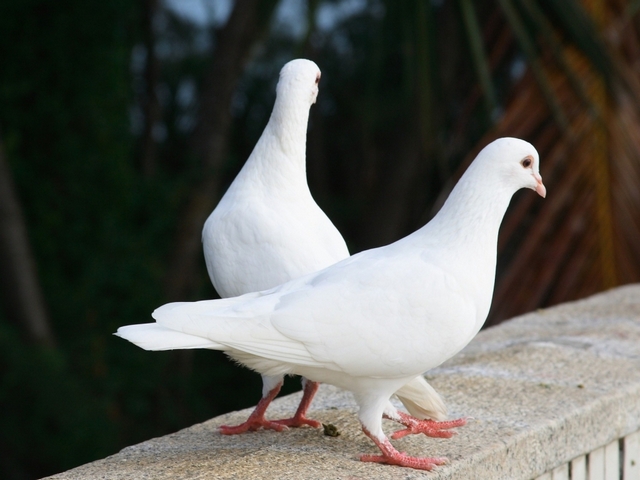 Все о голубях | ЗооТом - продажа, вязка и услуги для животных в Лукьянове