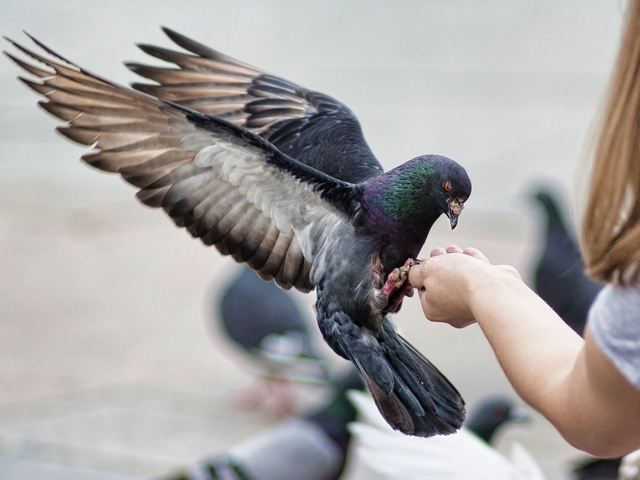 Все о голубях | ЗооТом - продажа, вязка и услуги для животных в Лукьянове