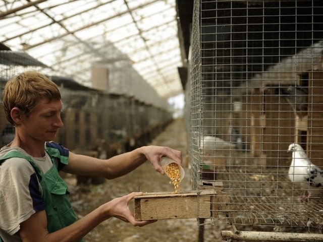 Содержание голубей и уход за ними | ЗооТом - продажа, вязка и услуги для животных в Лукьянове