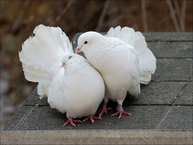 Содержание голубей и уход за ними в Лукьянове