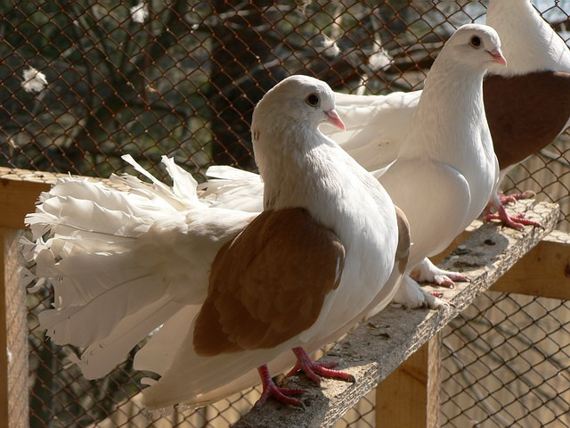 Содержание голубей и уход за ними в Лукьянове