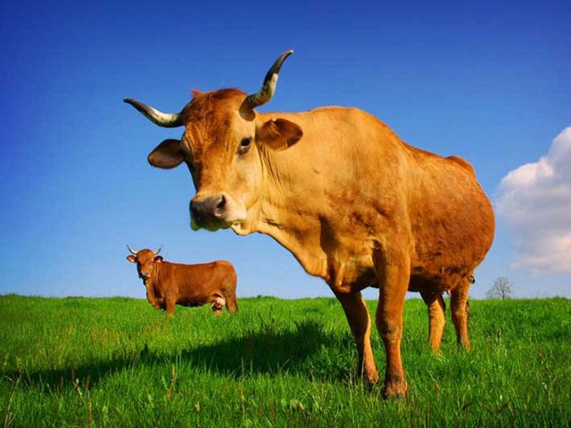 Все о коровах в Лукьянове | ЗооТом портал о животных