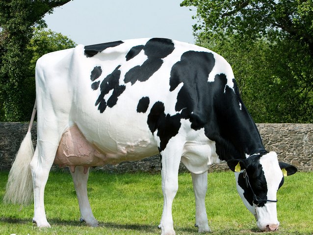 Породы коров в Лукьянове | ЗооТом портал о животных