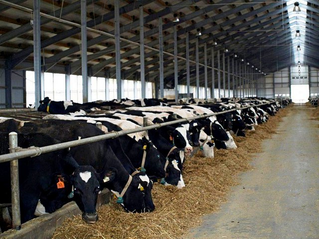 Содержание коров и уход за ними в Лукьянове | ЗооТом портал о животных