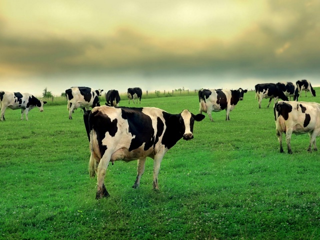 Содержание коров и уход за ними в Лукьянове | ЗооТом портал о животных