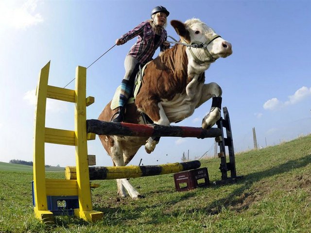 Статьи о коровах в Лукьянове | ЗооТом портал о животных