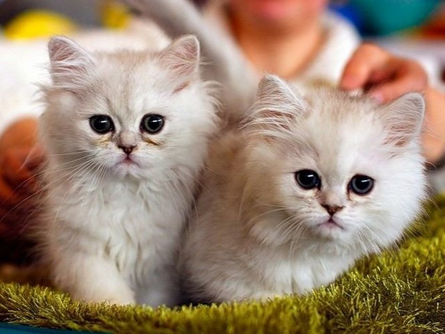 Породы кошек в Лукьянове | ЗооТом портал о животных