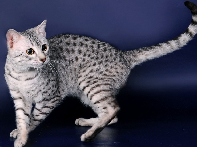 Породы кошек в Лукьянове | ЗооТом портал о животных