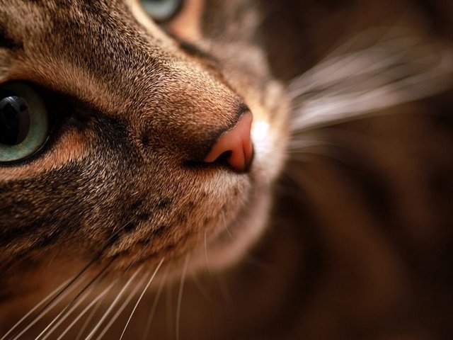 Статьи о кошках в Лукьянове | ЗооТом портал о животных
