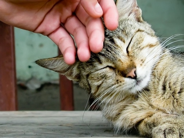 Интересные статьи о кошках в Лукьянове | ЗооТом портал о животных
