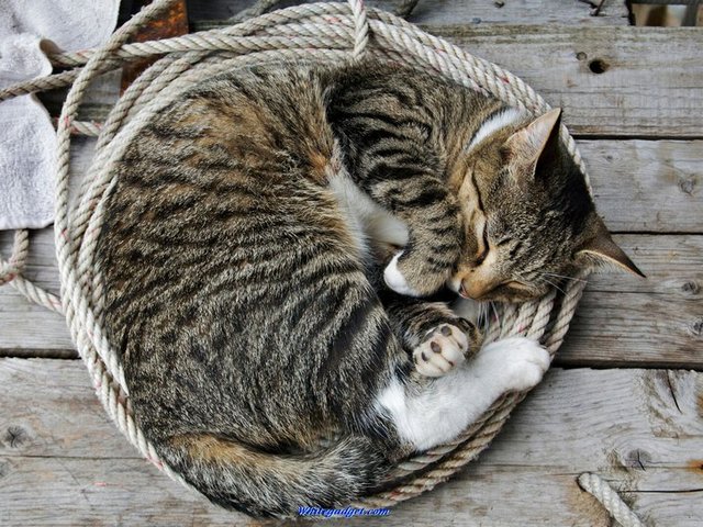 Все о кошках в Лукьянове | ЗооТом портал о животных