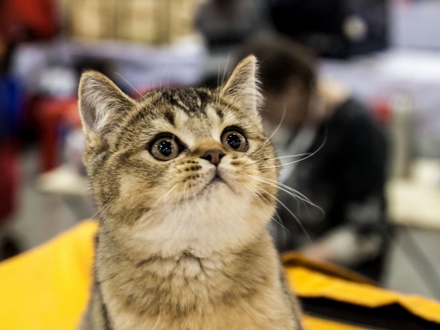 Выставки кошек в Лукьянове | ЗооТом портал о животных
