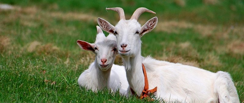 Все о козах в Лукьянове | ЗооТом портал о животных