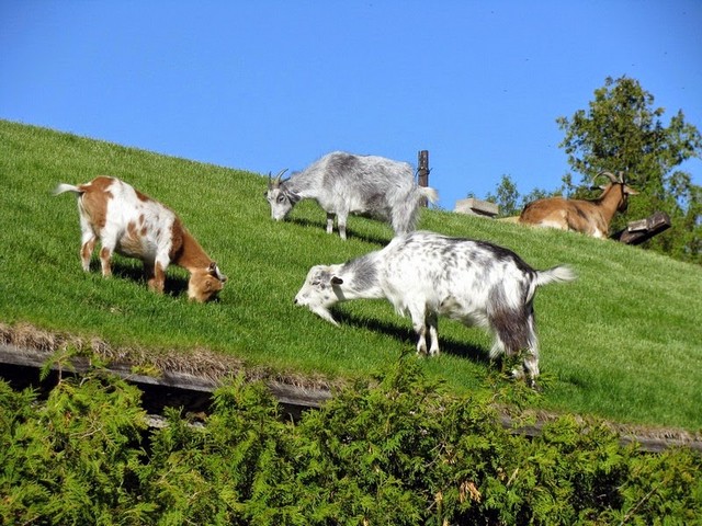 Все о козах в Лукьянове | ЗооТом портал о животных
