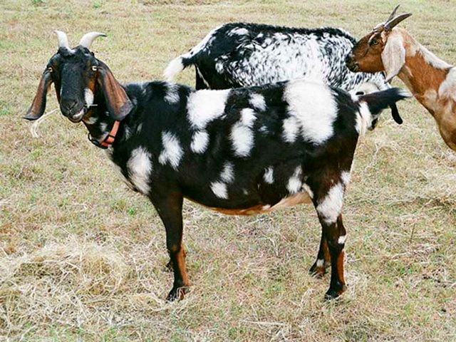 Породы коз в Лукьянове | ЗооТом портал о животных