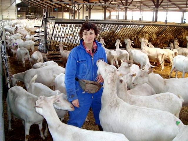 Содержание коз и уход за ними в Лукьянове | ЗооТом портал о животных