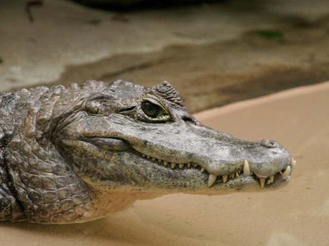 Все о крокодилах в Лукьянове | ЗооТом портал о животных