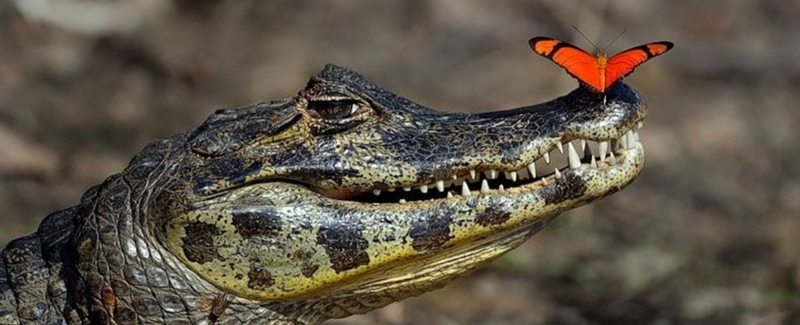 Все о крокодилах в Лукьянове | ЗооТом портал о животных