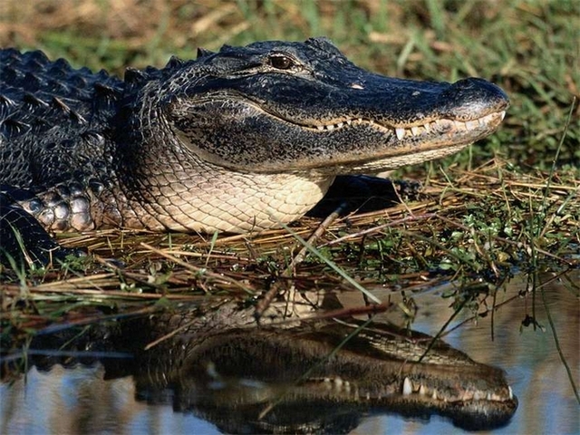 Породы крокодилов в Лукьянове | ЗооТом портал о животных