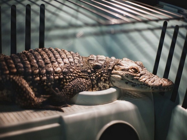 Содержание крокодилов и уход за ними в Лукьянове | ЗооТом портал о животных