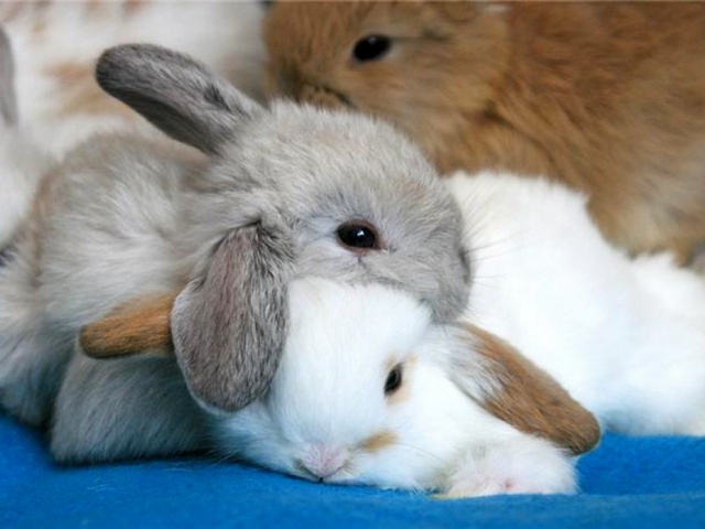 Статьи о кроликах в Лукьянове | ЗооТом портал о животных
