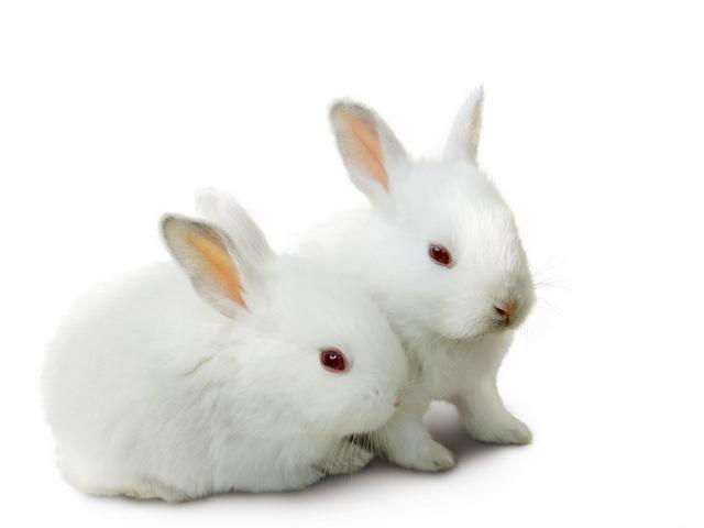 Все о кроликах в Лукьянове | ЗооТом портал о животных